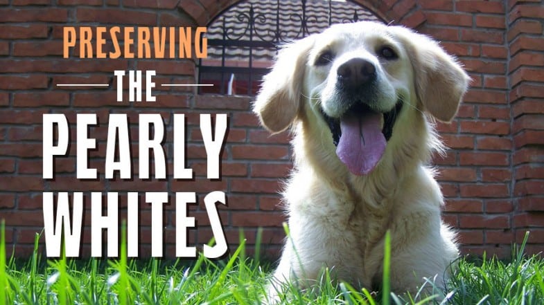 Golden retriever lying on green grass in front of a brick wall with the text “Preserving the Pearly Whites” beside its face.