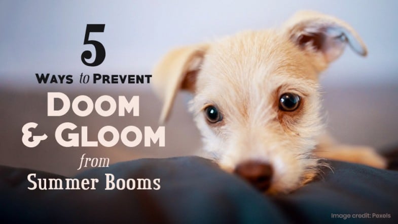 Small dog lying down next to text that reads: “5 ways to prevent doom & gloom from summer booms.” Image credit: Pexels.