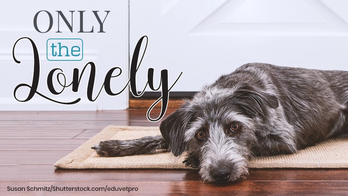 A large gray dog lies on a tan mat indoors, looking up sadly. The text reads “Only the Lonely.”.