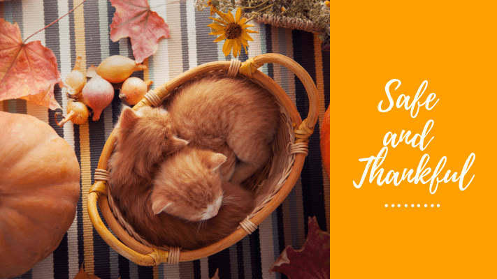 Two orange kittens sleeping in a wicker basket surrounded by autumn leaves, small gourds, and a pumpkin, with text reading “Safe and Thankful” on an orange background.