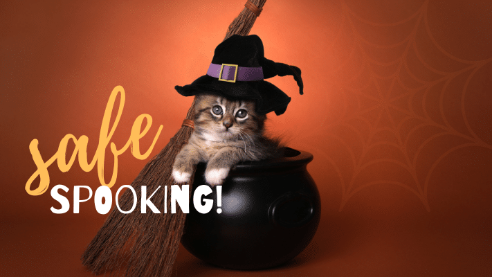A kitten wearing a witch hat sits in a black cauldron with a broom beside it, against an orange background with a spiderweb and the text “safe spooking!”.
