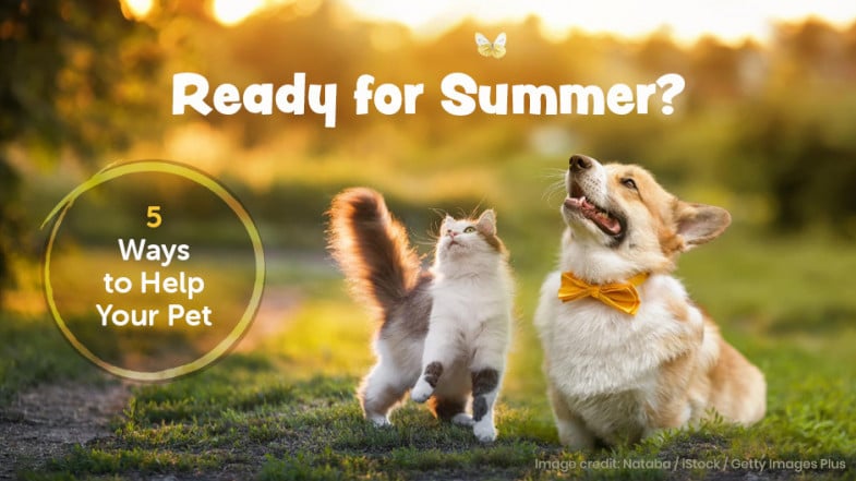 A cat and a dog sit on grass at sunset. Text reads “Ready for Summer? 5 Ways to Help Your Pet.” The dog wears a yellow bowtie.