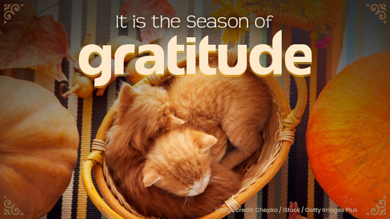 Two orange kittens sleep curled up in a basket surrounded by pumpkins and autumn leaves, with the text “It is the Season of gratitude” overlaid.