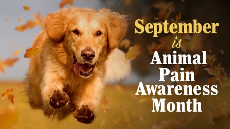 Golden retriever running through autumn leaves with text, “September is Animal Pain Awareness Month.”.
