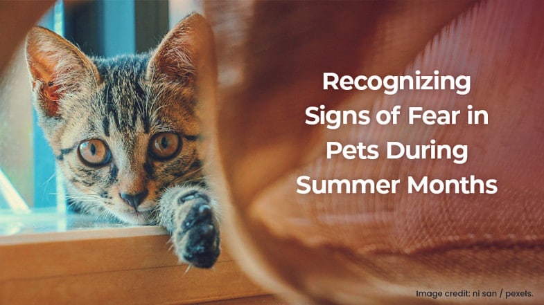 A cat peeks out from behind a curtain next to a window, with text about recognizing signs of fear in pets during summer months.