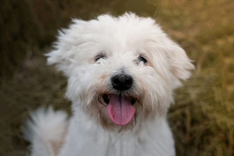 A fluffy white dog with a black nose sits outdoors, facing the camera with its mouth open and tongue out.