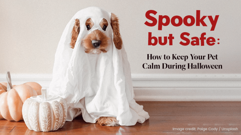A dog sits on the floor covered in a white ghost costume, next to two pumpkins. Text reads: “Spooky but Safe: How to Keep Your Pet Calm During Halloween.”.
