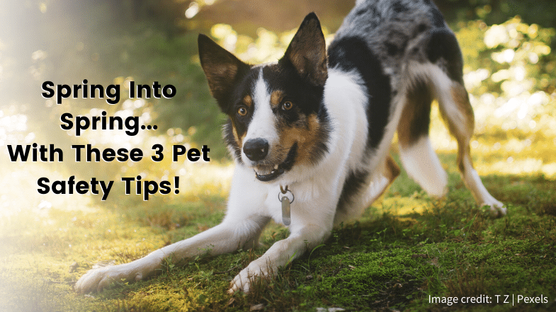 A dog with a collar stretches on grass in sunlight. Text reads: “Spring Into Spring... With These 3 Pet Safety Tips! Image credit: T Z | Pexels.”.