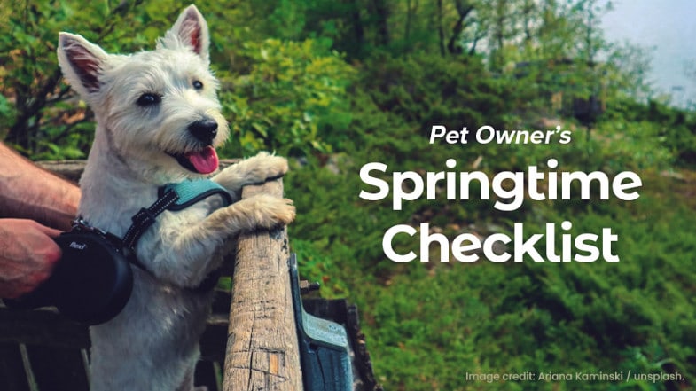 Small white dog in a harness stands on a wooden railing outdoors beside a person; text reads, “Pet Owner’s Springtime Checklist.”.