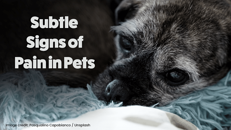 A close-up of a dog lying on a soft blue blanket, looking up with a sad expression. Text reads: “Subtle Signs of Pain in Pets.”.
