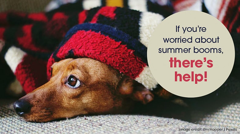 A small dog lies under a red and black blanket with a worried expression. A text bubble reads, “If you’re worried about summer booms, there’s help!”.