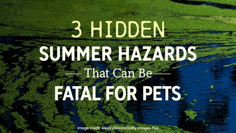 Text reads: “3 Hidden Summer Hazards That Can Be Fatal for Pets” over an image of green algae on water.