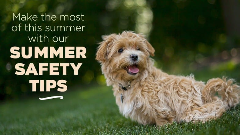 A small tan dog sits on green grass. Text reads: “Make the most of this summer with our Summer Safety Tips.”.