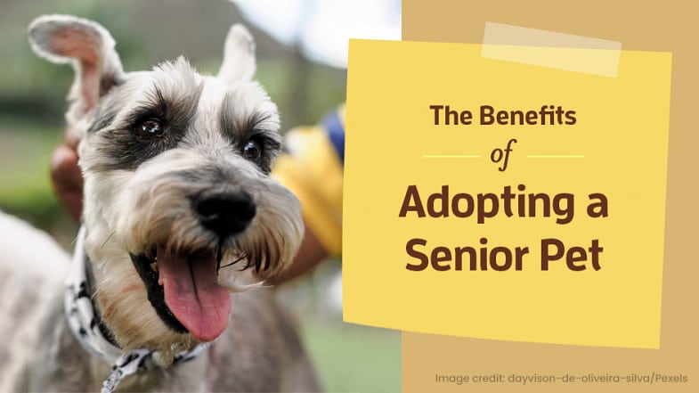 A gray and white dog with its tongue out is next to a sign that reads, “The Benefits of Adopting a Senior Pet.”.