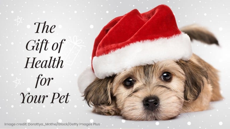 A small dog wearing a Santa hat lies on a white surface with snowflake graphics and the text “The Gift of Health for Your Pet.”.