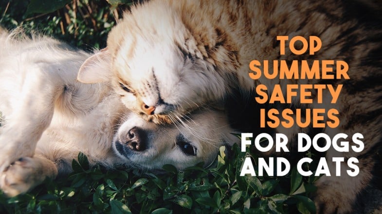 A cat and a dog lie close together on grass. Text reads: “Top Summer Safety Issues for Dogs and Cats.”.