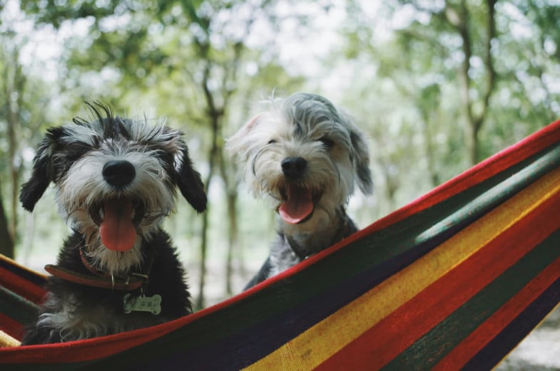 Two small, shaggy dogs sit together on a colorful striped hammock outdoors, both with tongues out and appearing happy. Green trees are visible in the blurred background.