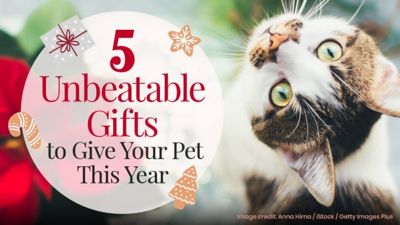 A cat with green eyes tilts its head next to text that reads, “5 Unbeatable Gifts to Give Your Pet This Year,” with festive decorations around.