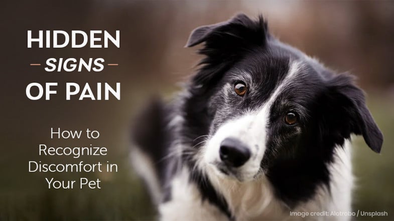 A black and white dog tilts its head beside text that reads, “Hidden Signs of Pain: How to Recognize Discomfort in Your Pet.”.