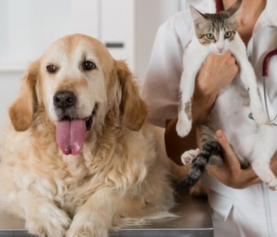 A golden retriever lies on a table next to a veterinarian holding a white and gray cat indoors.