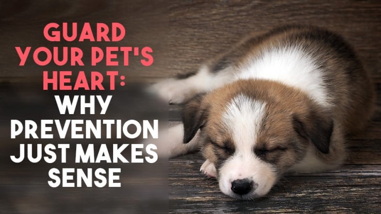 A small brown and white puppy sleeps on a wooden floor beside text about the importance of pet heart health and prevention.