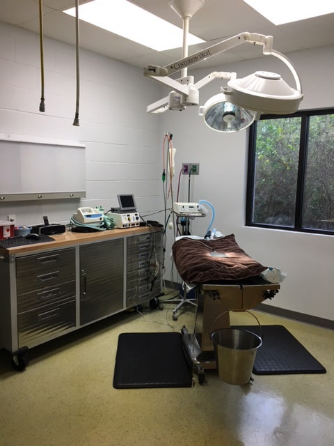 Surgical room with medical equipment, a covered operating table, overhead light, steel cabinets, and a window showing greenery outside.