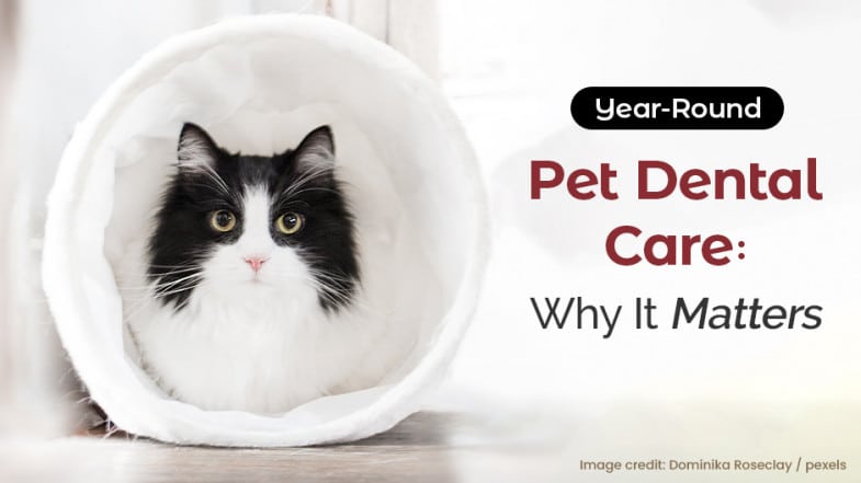 A black and white cat sits inside a white tunnel next to text promoting year-round pet dental care and its importance.